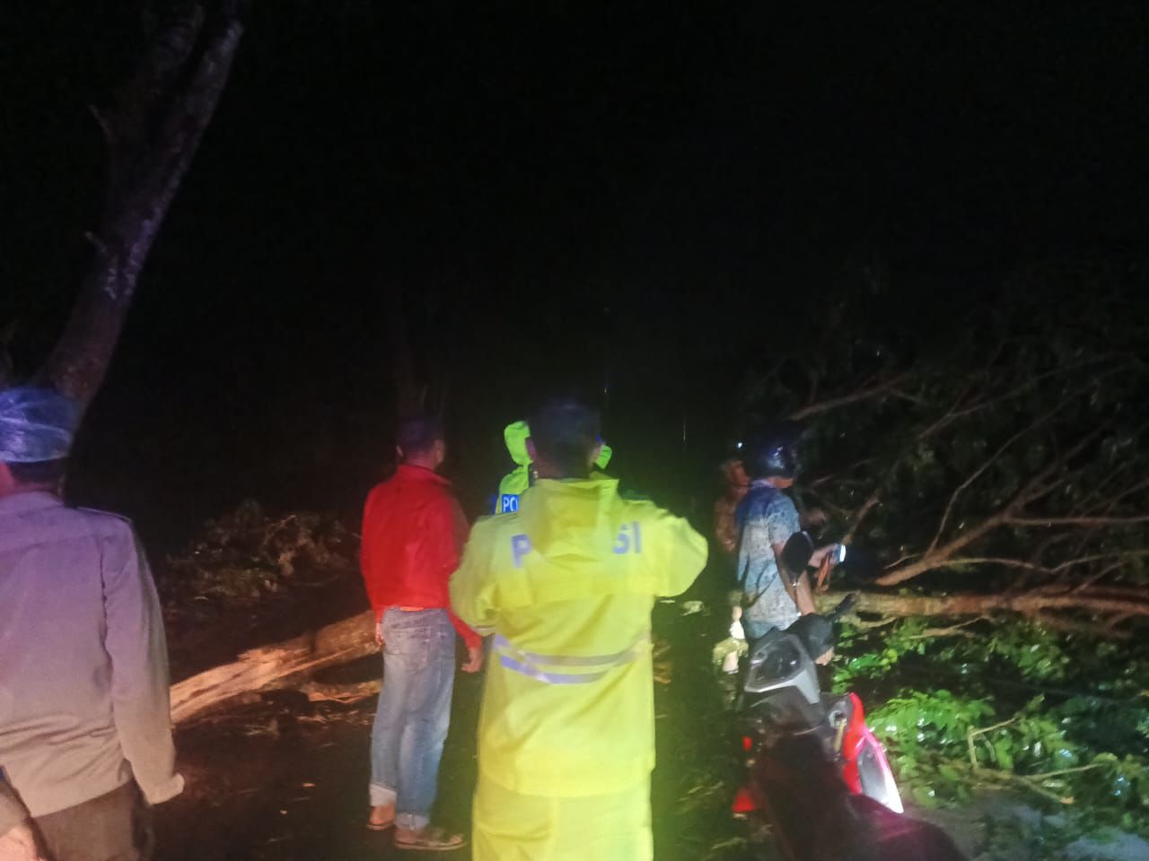 Akibat Hujan dan Angin Kencang, Pohon Tumbang Melintang di Jalan Proklamasi Stabat