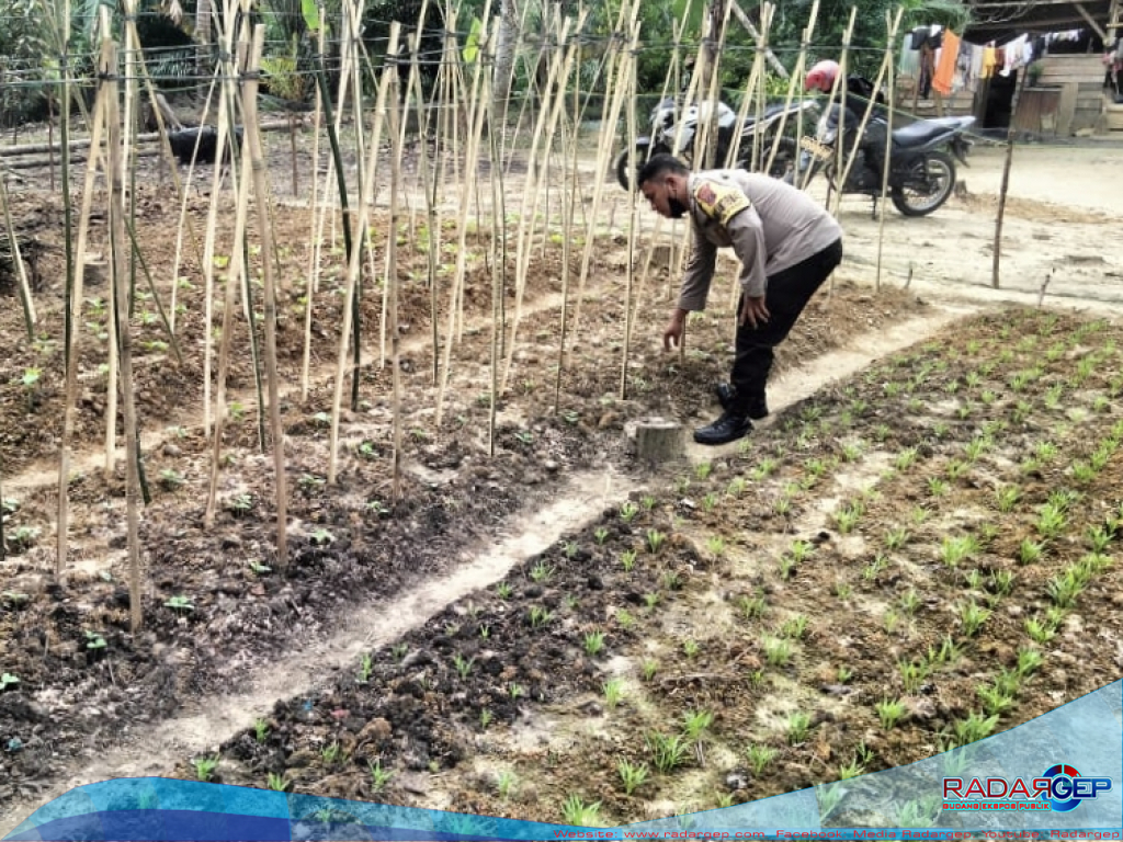 Dukung Ketahanan Pangan, Bhabinkamtibmas Polsek Stabat Sambangi Petani di Desa Sumber Mulio